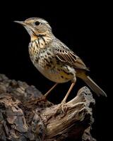 A small bird is standing on a piece of wood photo