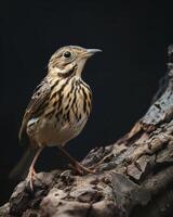 A small bird is standing on a branch photo