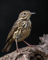 A small bird is standing on a branch photo
