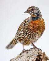 A bird is standing on a branch photo