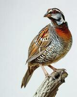 A bird is perched on a branch with a white background photo