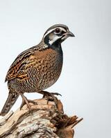 A bird is standing on a piece of wood photo