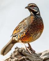 A bird is standing on a branch photo