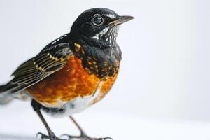 A small bird with a black and orange head photo