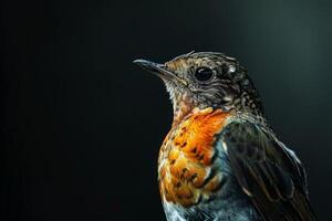 A close up of a bird with a black background photo