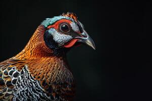 A close up of a pheasant with bright colors photo