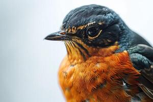 A close up of a bird with a black and orange head photo
