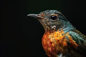 A close up of a bird with a black background photo