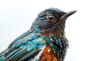 A close up of a bird with a white background photo