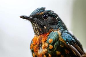 A close up of a bird with a colorful head photo