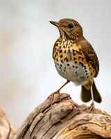 A brown and white bird is perched on a branch photo