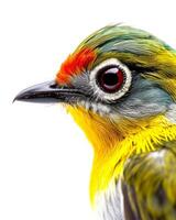 A close up of a colorful bird with red eyes photo