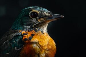 A close up of a bird with a black background photo