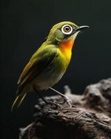 A small bird with a big eye sitting on a tree branch photo