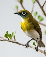 A small bird is perched on a branch photo