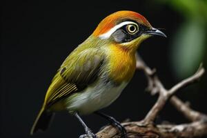 A small bird with a bright orange and yellow head photo