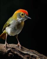 A small bird with a red and white head photo