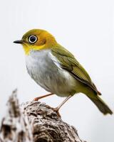 A small bird with yellow and white feathers photo