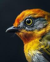 A close up of a bird with orange and gray feathers photo