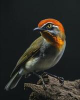 A small bird with a red and white head photo