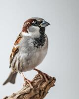 A small bird is sitting on a branch photo