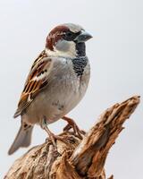 A small bird is perched on a branch photo