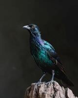 A black and purple bird is standing on a rock photo