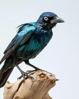 A blue bird with black feathers standing on a branch photo
