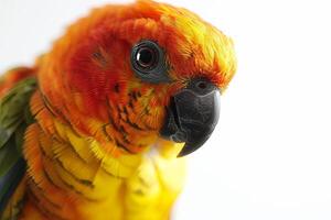 A bright orange and yellow bird photo