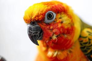 A close up of a colorful bird with a white background photo