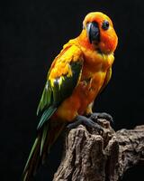 A bright orange and green parrot sitting on a branch photo