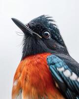 A close up of a bird with a black, orange and white head photo