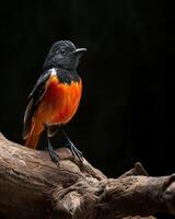 A small bird is perched on a branch photo