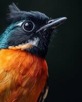 A close up of a colorful bird with a black beak photo