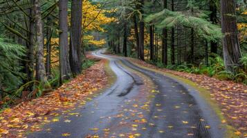 Curvy Forest Road in Autumn photo