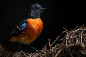 A small bird with orange and black feathers standing on a branch photo