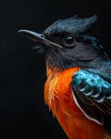 A close up of a colorful bird with black and orange feathers photo