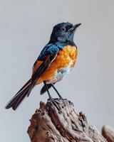 A small bird with orange, black and white feathers photo