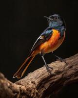 A small bird with orange and black feathers photo