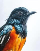 A close up of a bird with orange, black and white feathers photo