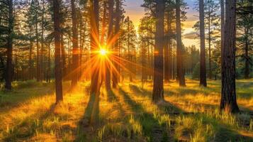 Sunlight Filtering Through a Pine Forest photo