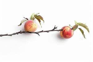 Two peaches on a branch photo