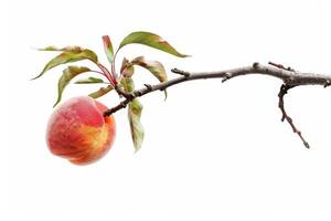 A peach on a branch with leaves photo
