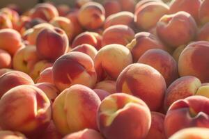 Peaches are piled up in a pile photo