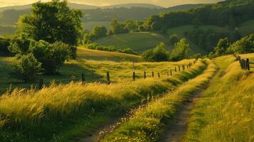 Golden Grass Path Leading Through Countryside photo