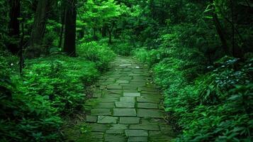 Stone Path Through a Verdant Forest photo