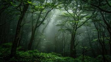 Mystical Forest with Sunbeams Piercing Through the Fog photo