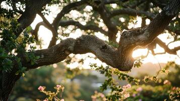 Sunlight Filtering Through Twisted Tree Branches photo