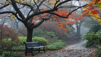 Autumnal Path with a Lonely Bench photo