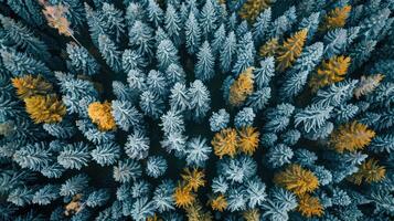Aerial View of a Frosted Forest with Golden Accents photo
